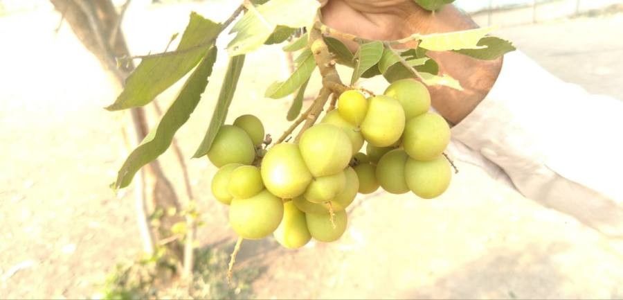 Sapindus trifoliatus fruit