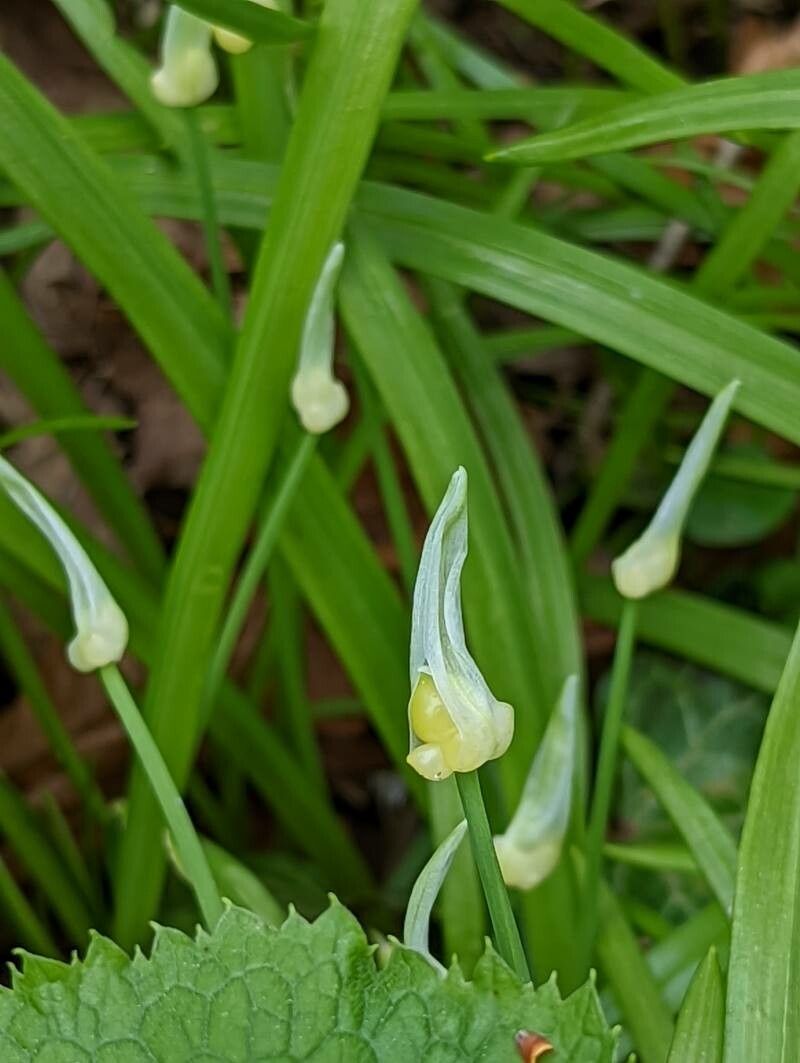 Allium paradoxum fruit