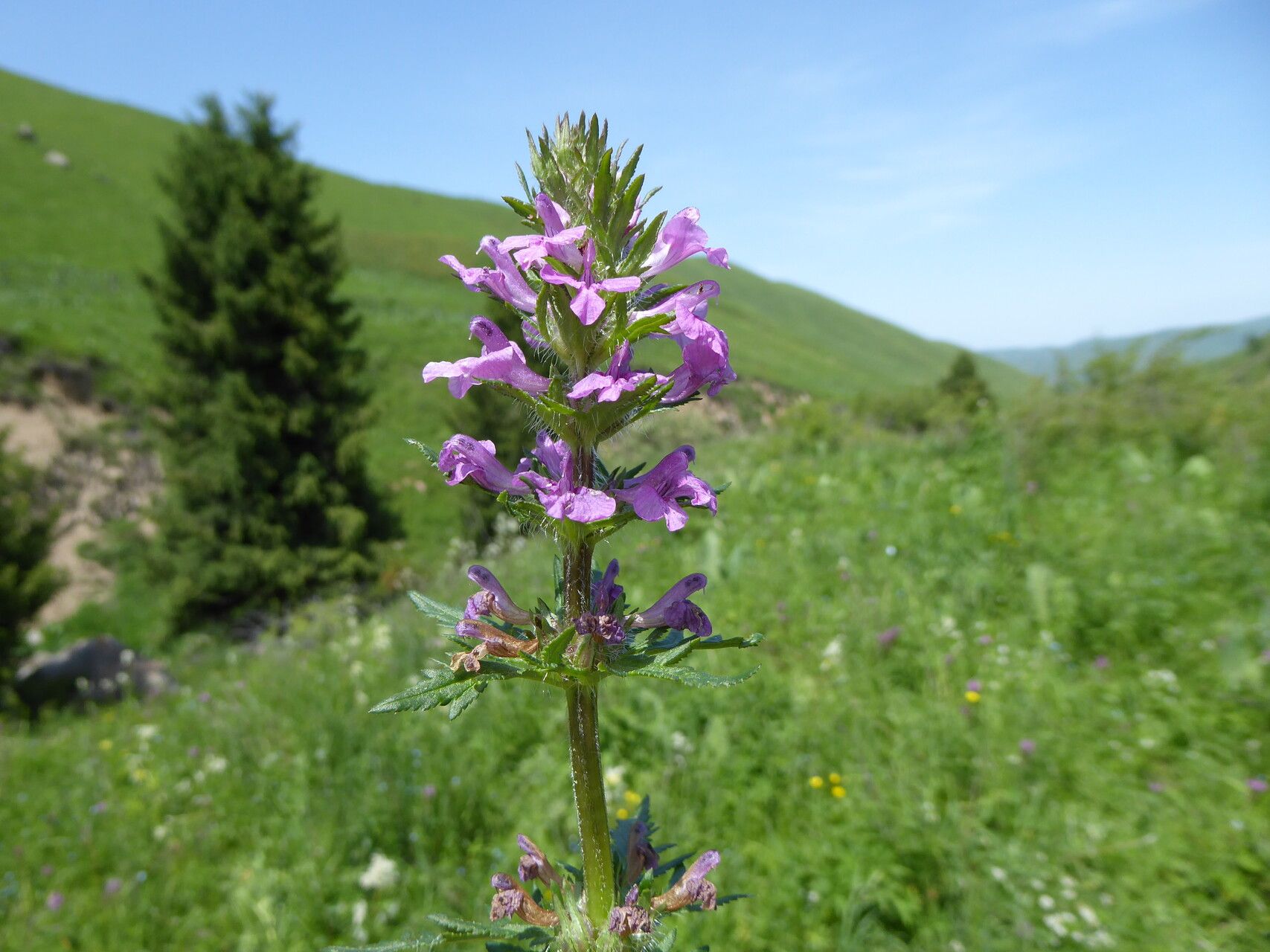 Betonica betoniciflora — related species from the same genus