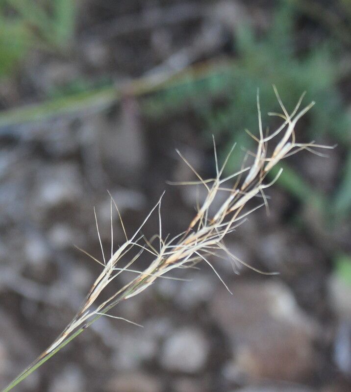 Aristida junciformis — search result for 'Aristida'