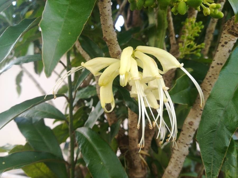 Oxera sulfurea flower