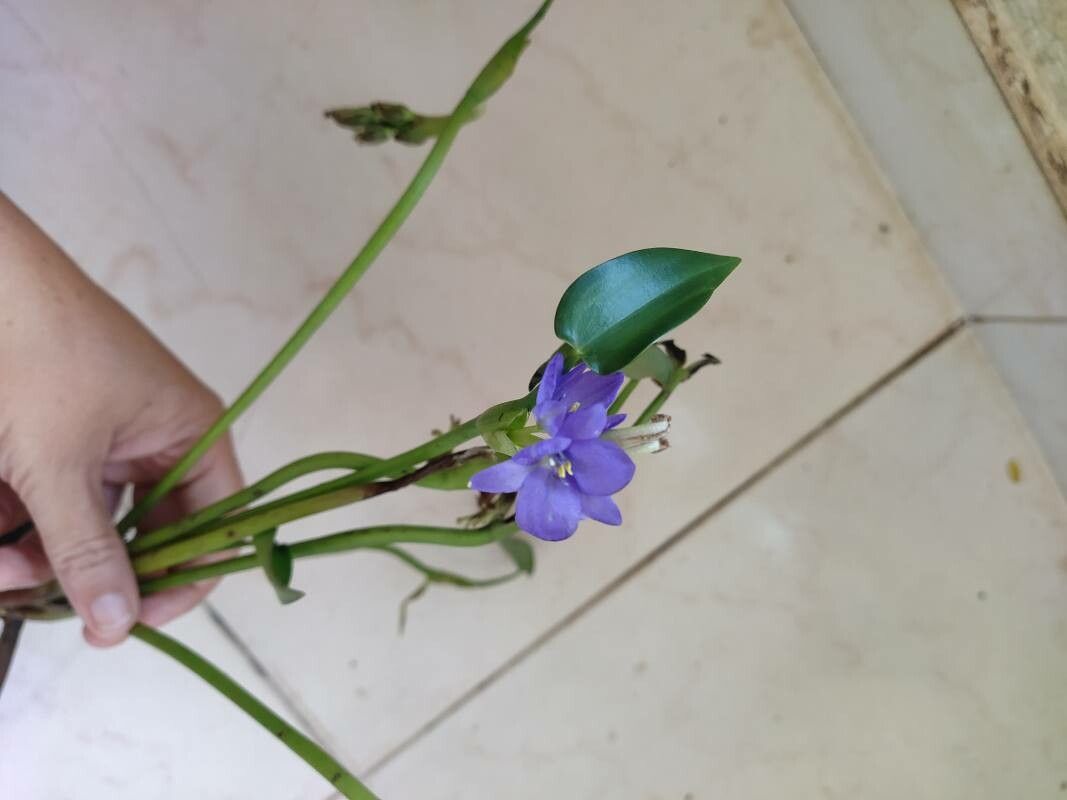 Monochoria vaginalis flower