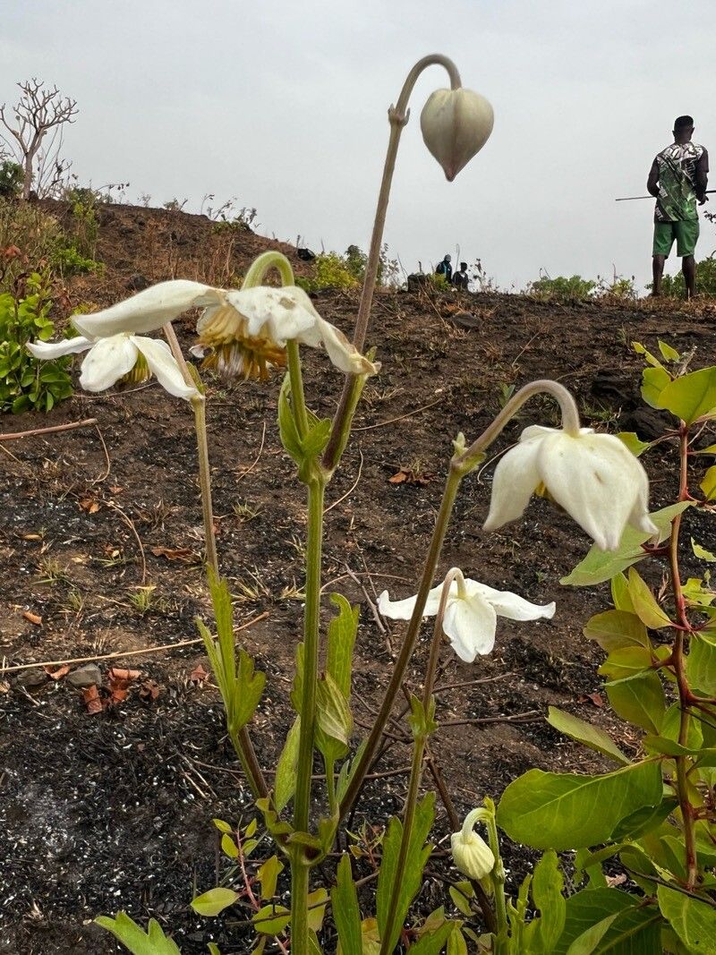 Clematis villosa flower