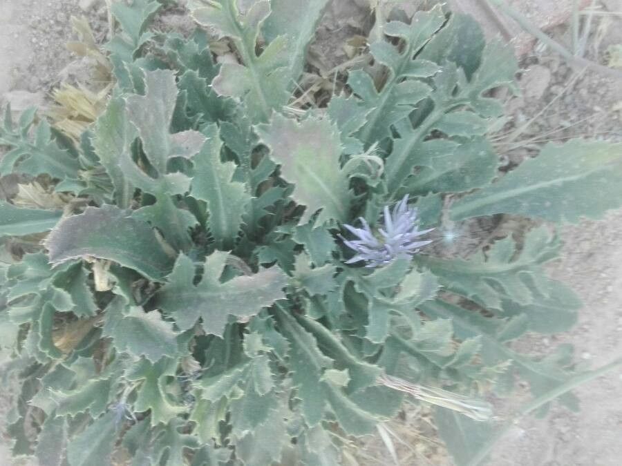 Carthamus plumosus leaf