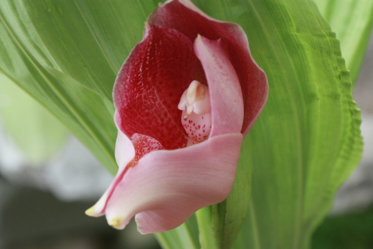 Anguloa × ruckeri flower