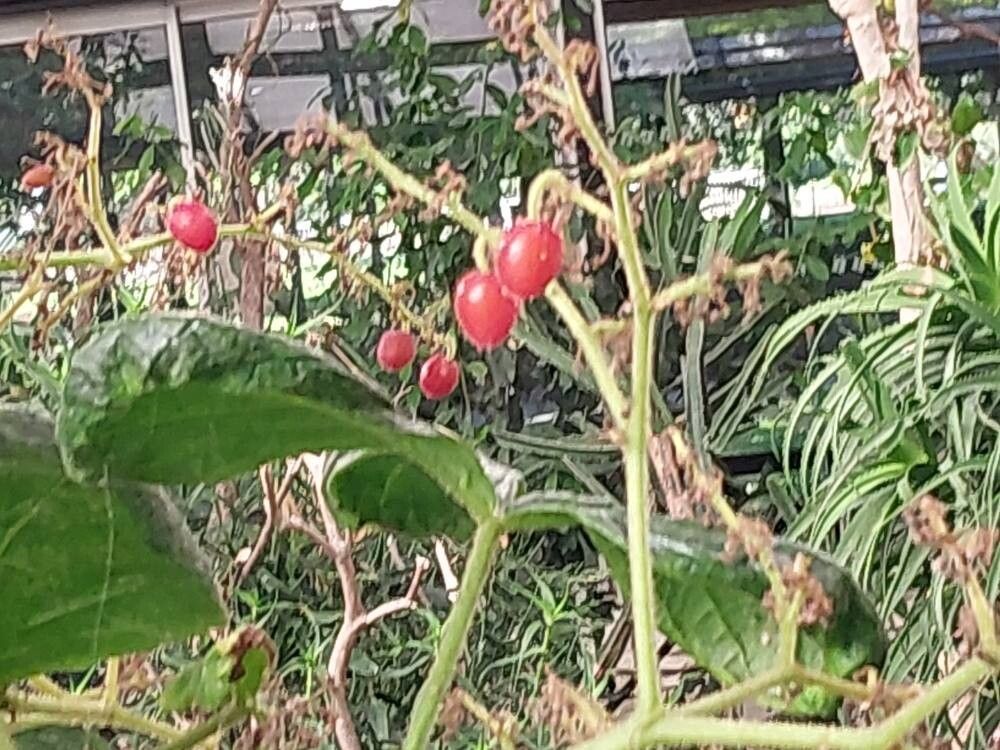 Cyphostemma cirrhosum fruit