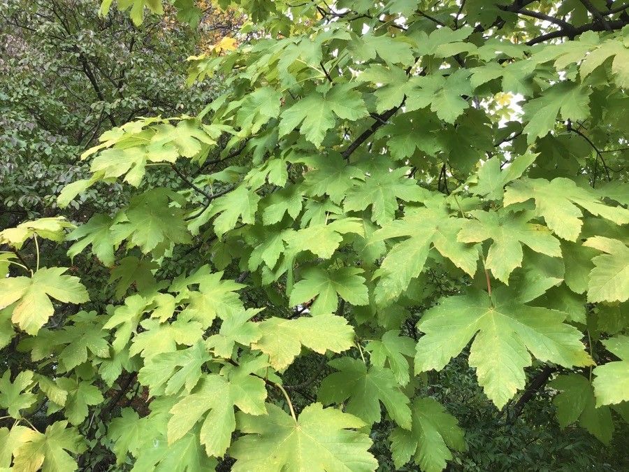 Acer heldreichii — search result for 'Sapindaceae'
