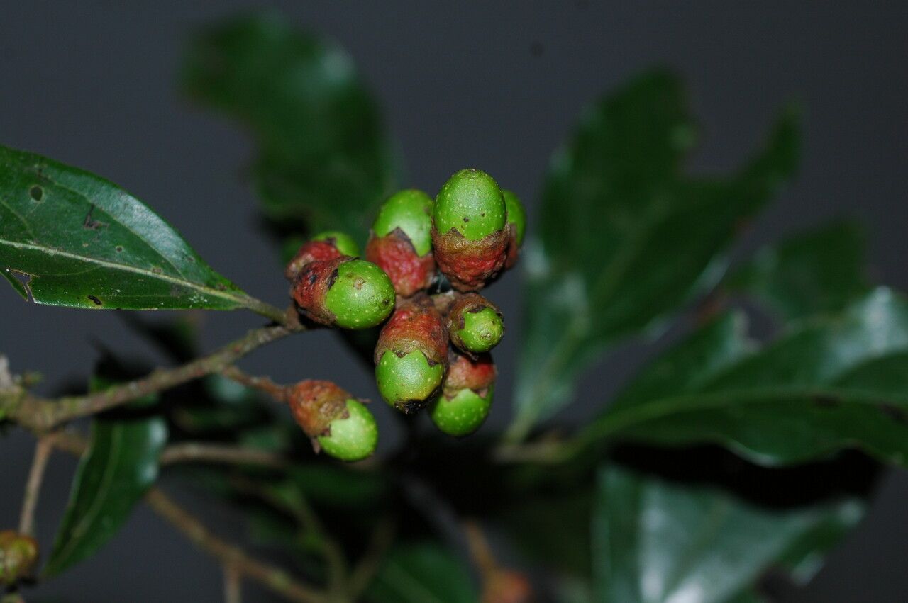 Ocotea dispersa — houseplant care guide