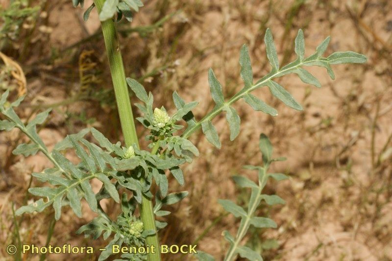 Reseda decursiva habit