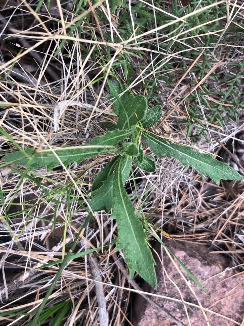 Biscutella valentina — houseplant care guide