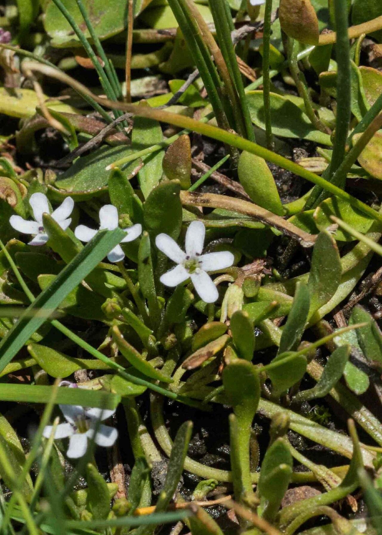 Limosella major flower