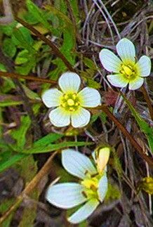 Gentianella grisebachii — search result for 'Gentianella'
