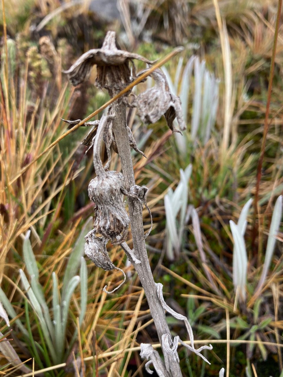 Senecio latiflorus fruit