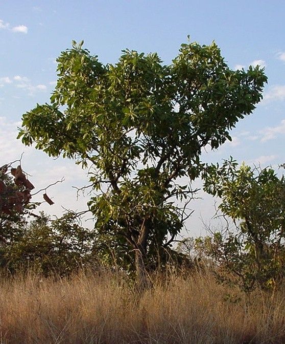 Terminalia macroptera habit