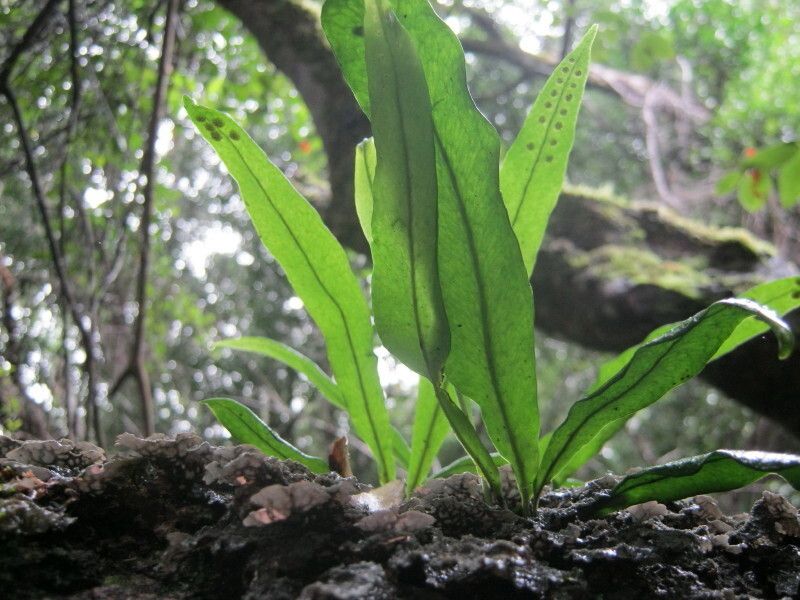 Lepisorus schraderi — search result for 'Lepisorus'