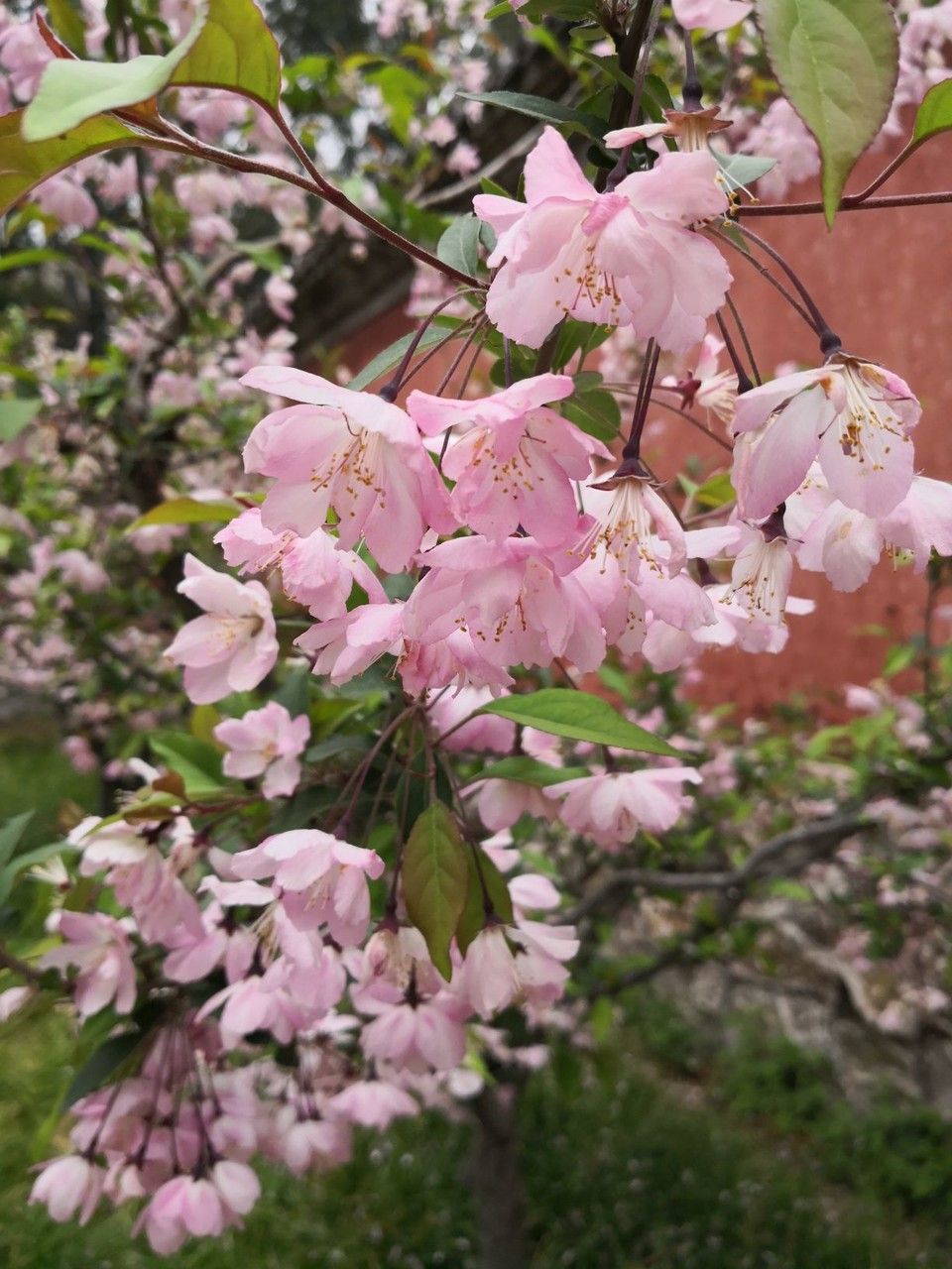 Malus halliana flower