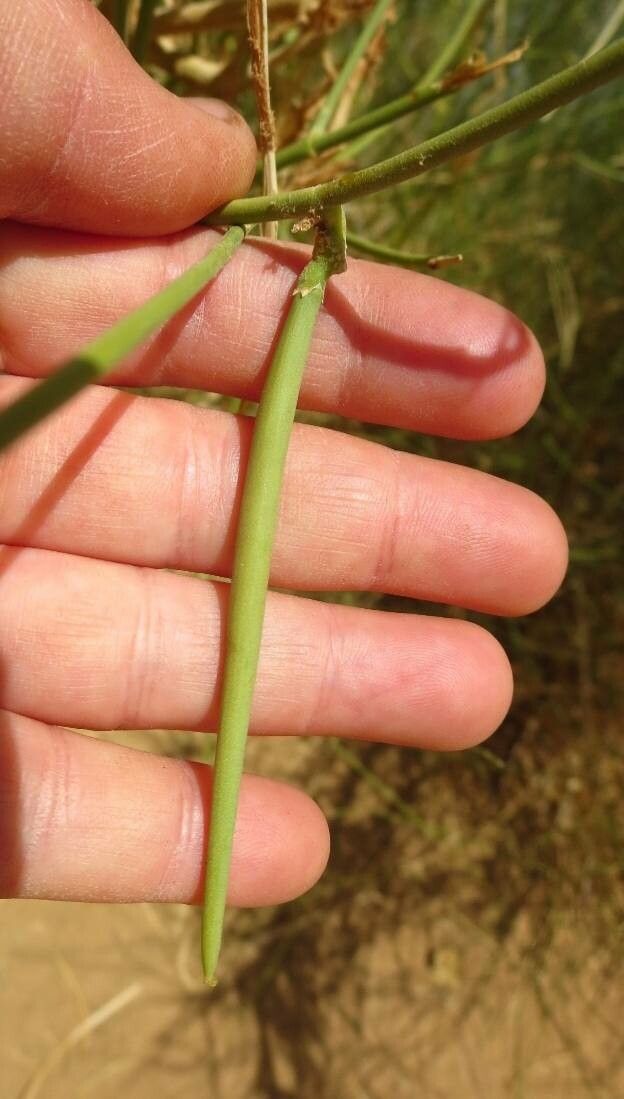 Leptadenia pyrotechnica fruit