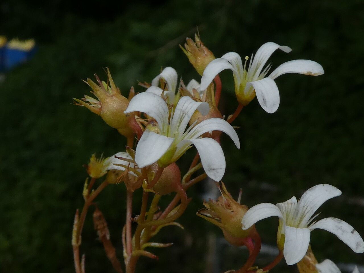 Saxifraga fragilis flower