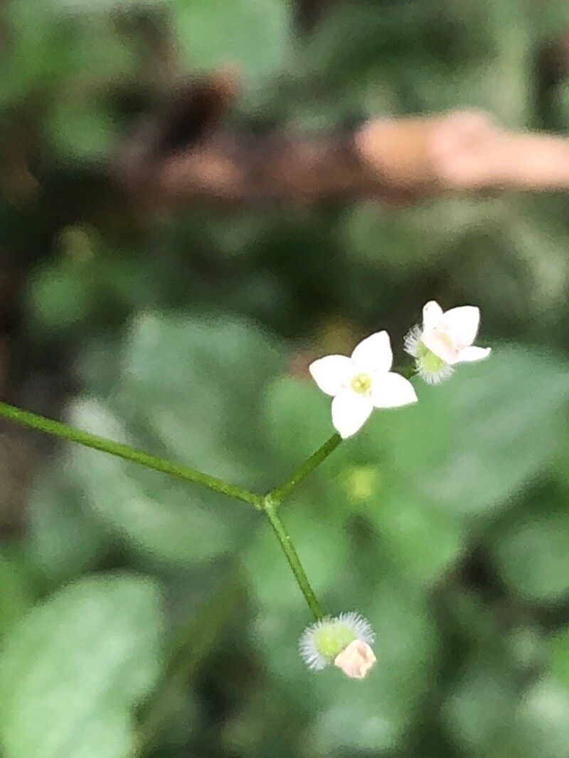 Galium rotundifolium flower