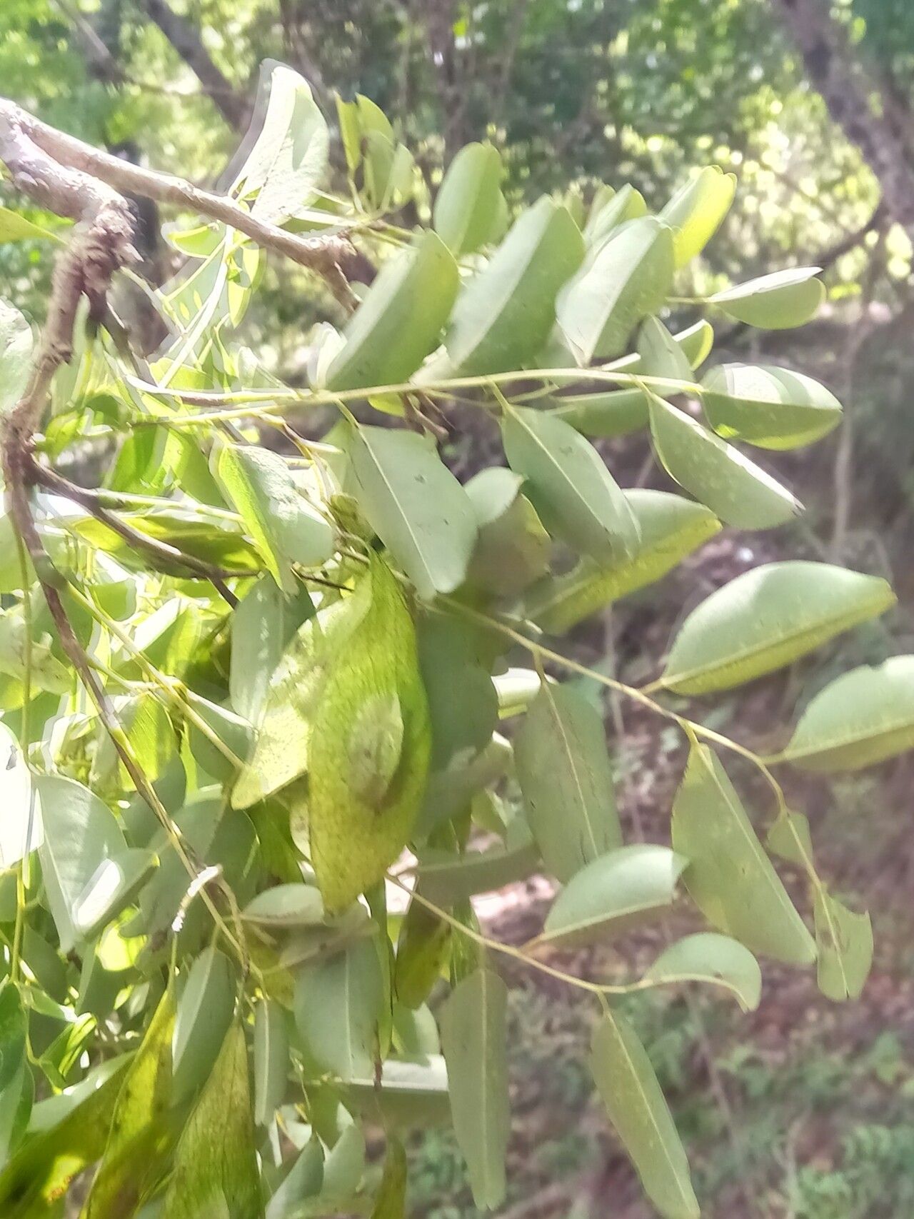 Dalbergia suaresensis — houseplant care guide