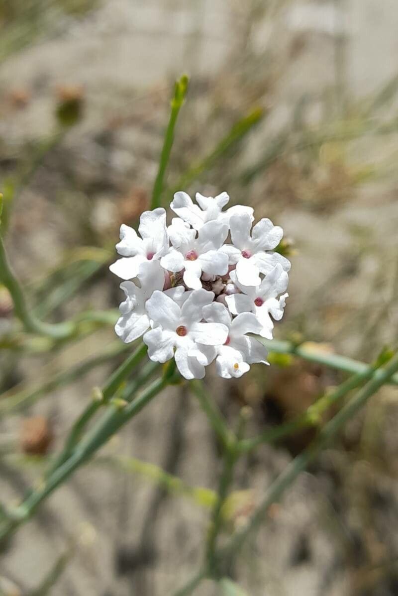 Junellia spathulata flower
