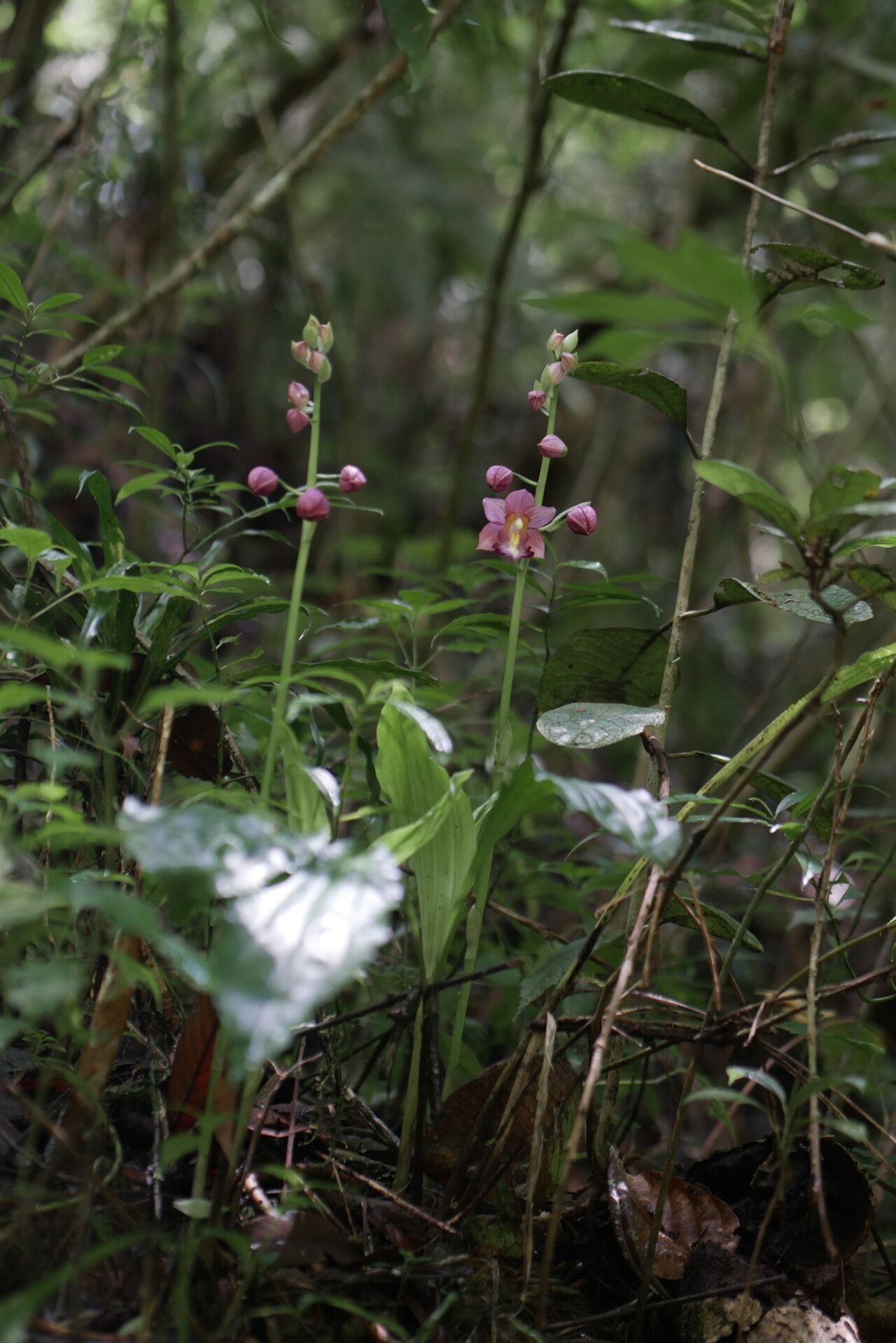 Calanthe humblotii habit