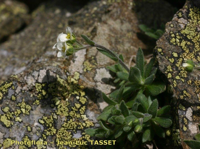 Draba subnivalis flower