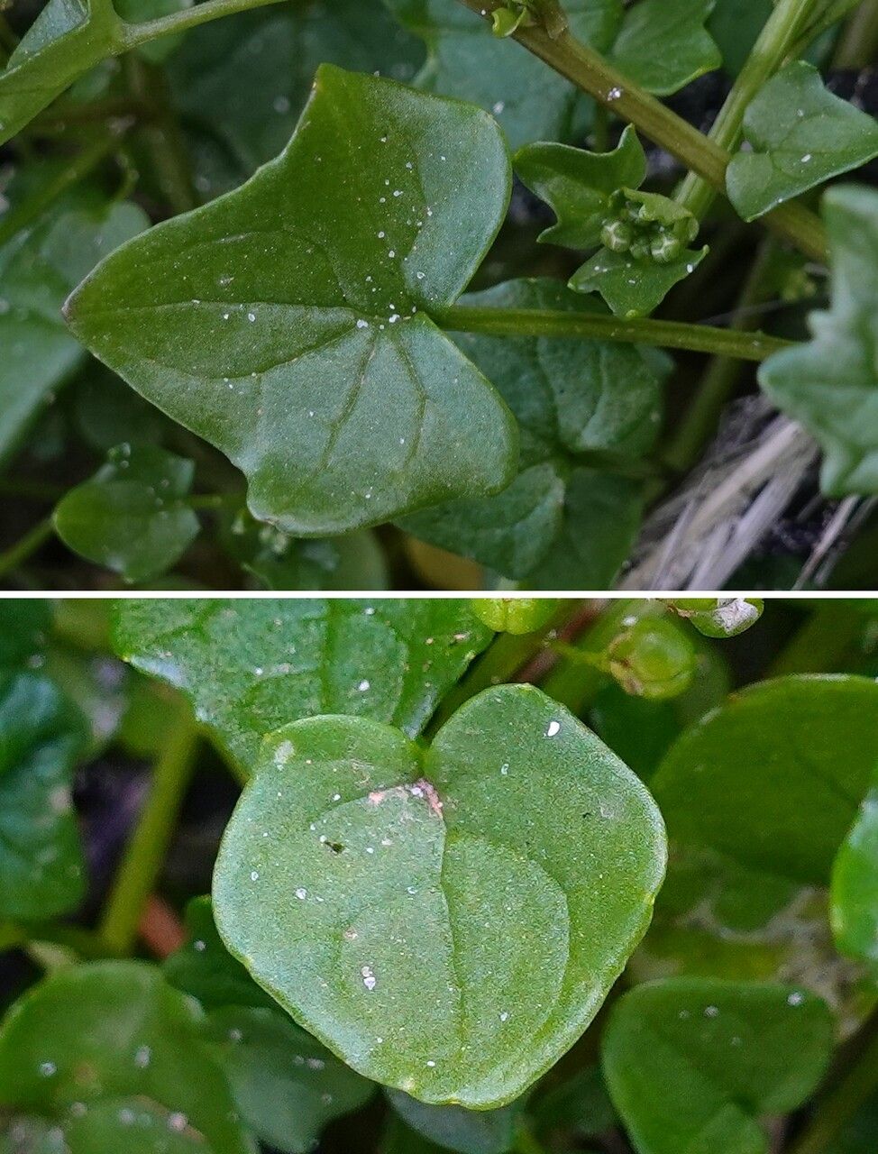 Cochlearia danica leaf