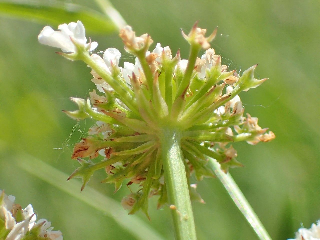 Oenanthe silaifolia fruit