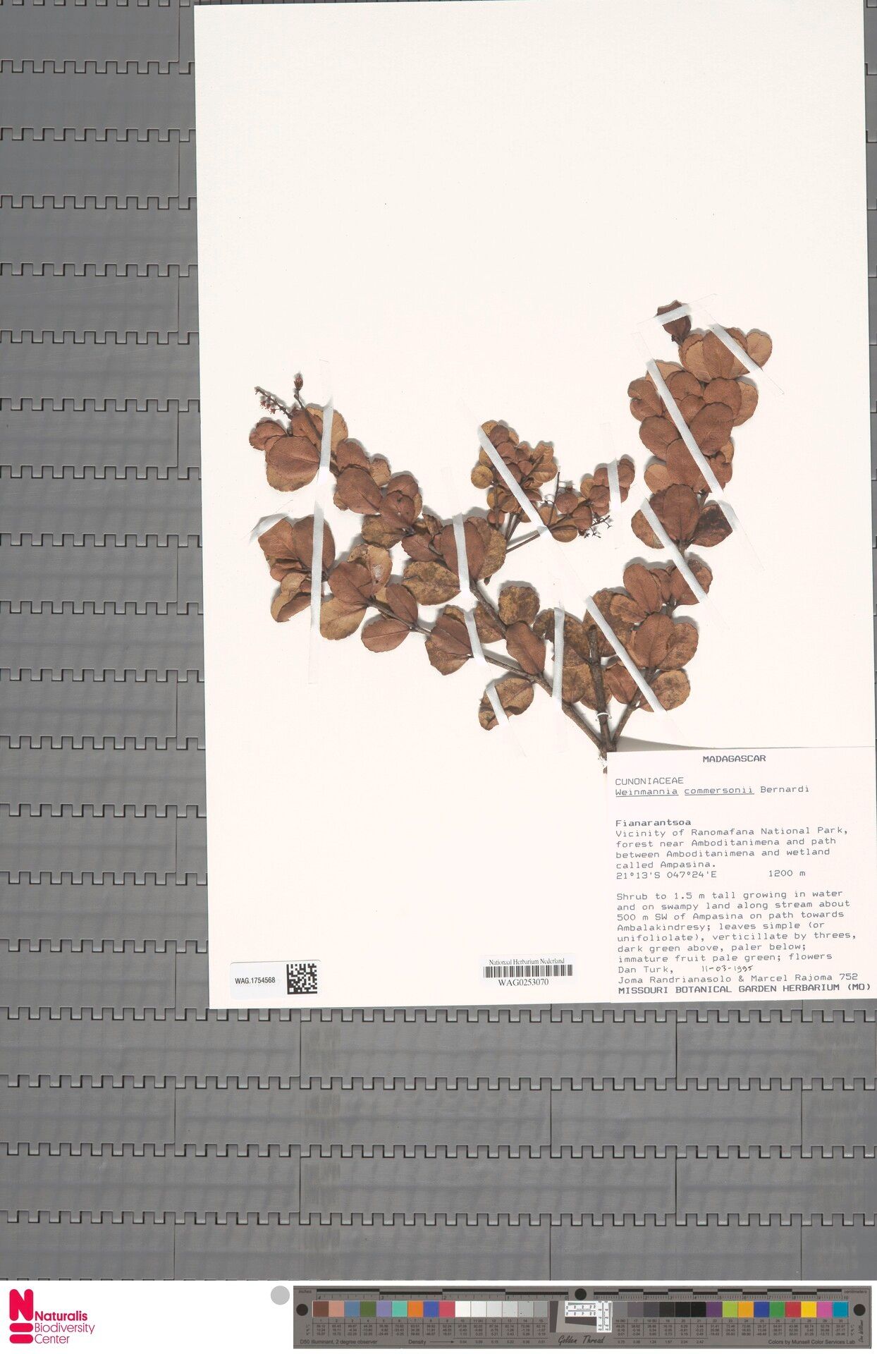 Pterophylla commersonii — houseplant care guide