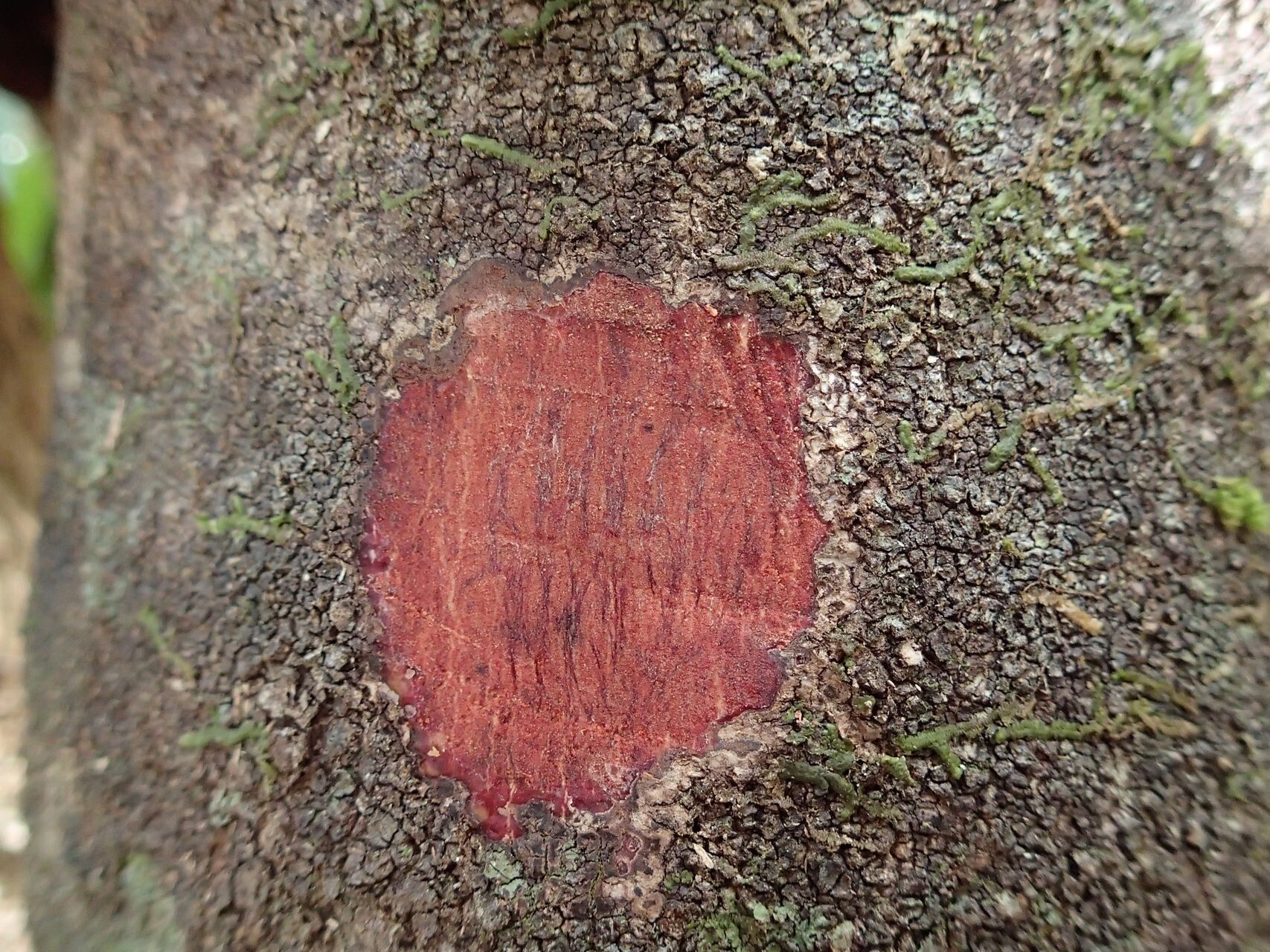 Myrsine ovicarpa — houseplant care guide