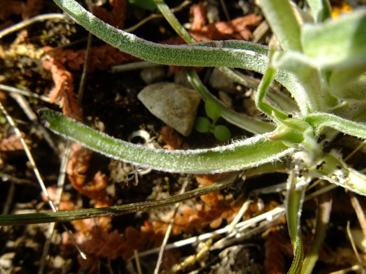 Tragopogon hybridus habit