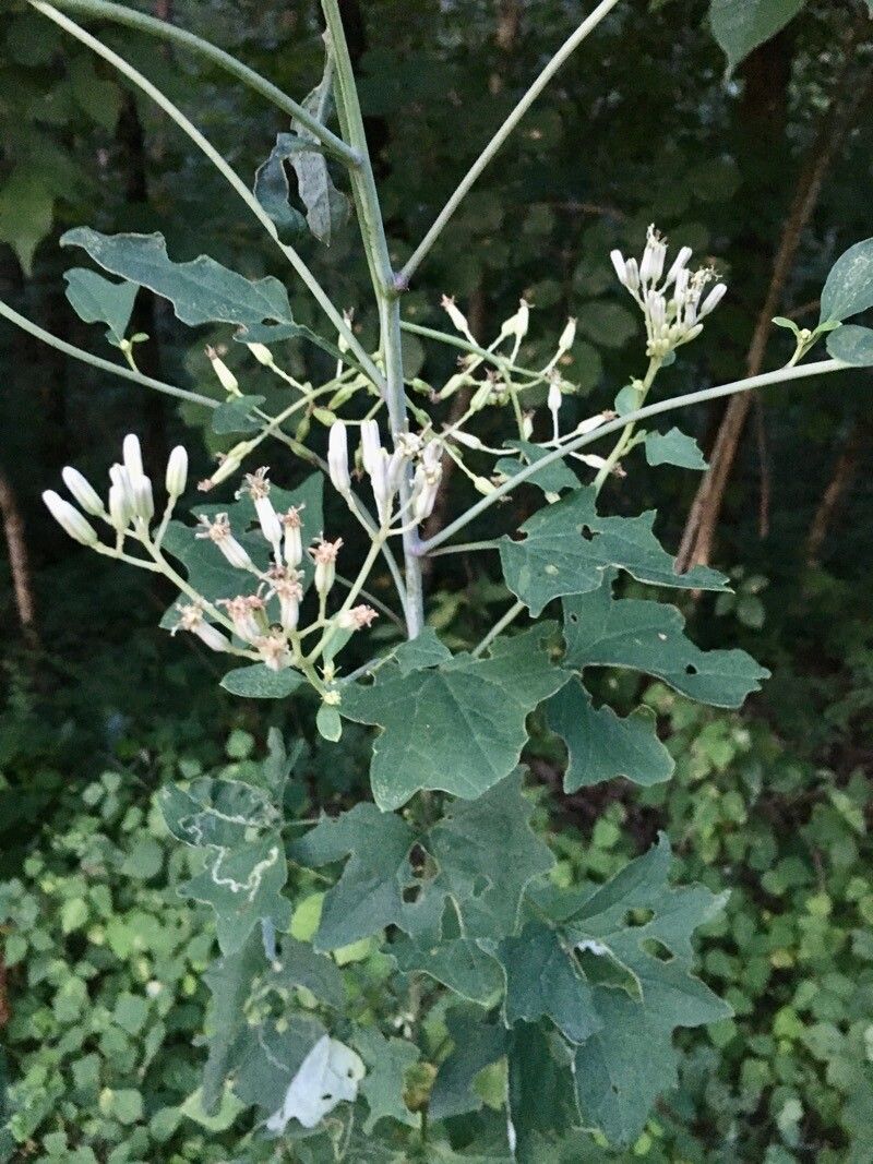Arnoglossum atriplicifolium flower