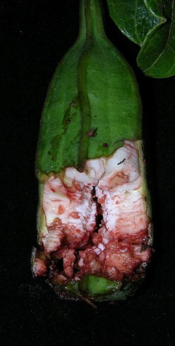 Aristolochia translucida fruit