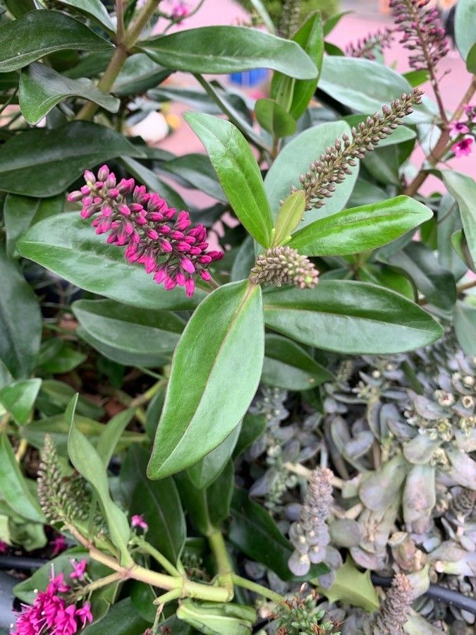 Veronica × andersonii leaf