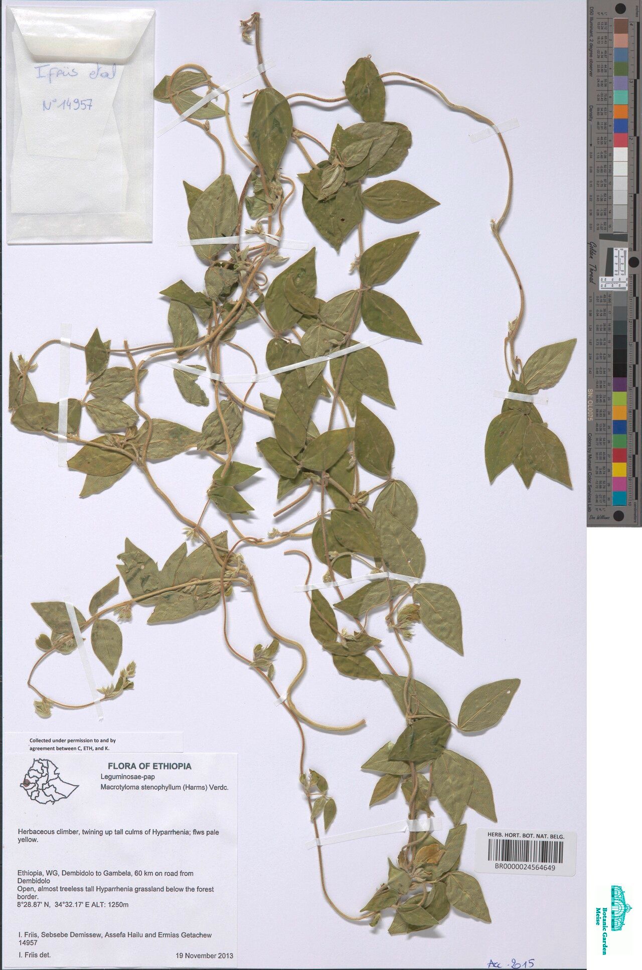 Macrotyloma stenophyllum — houseplant care guide