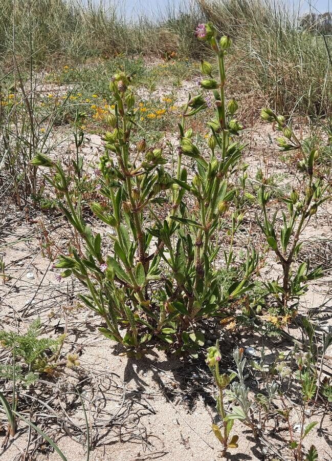 Silene ramosissima habit