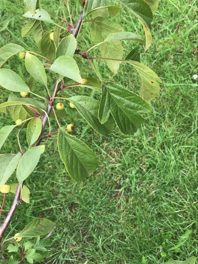 Malus toringo — search result for 'Malus'