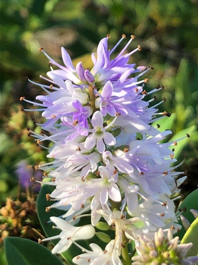 Veronica salicifolia flower