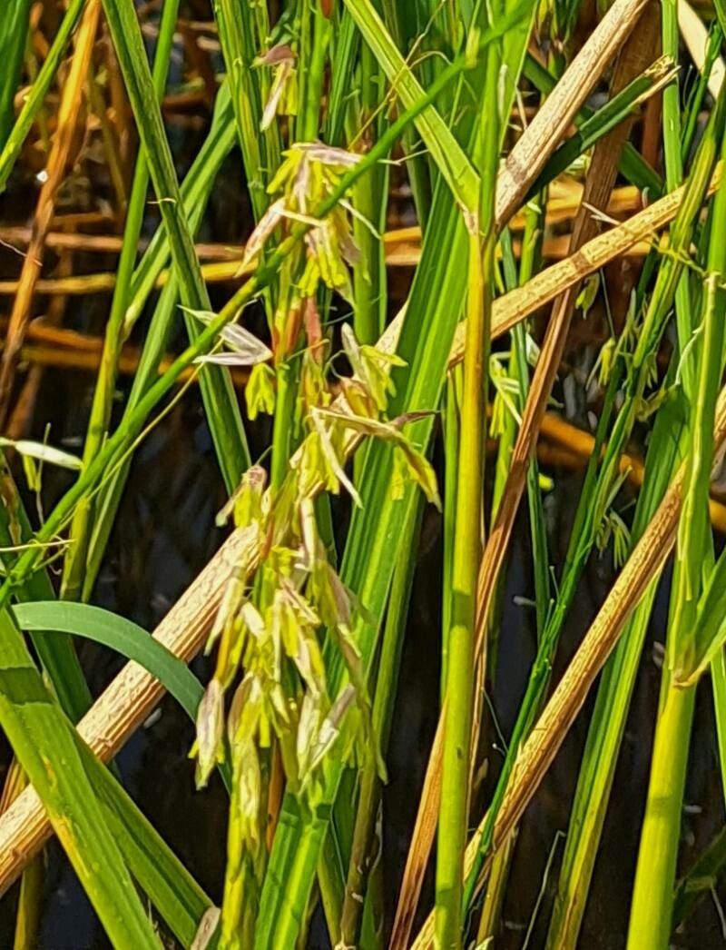 Zizania aquatica fruit