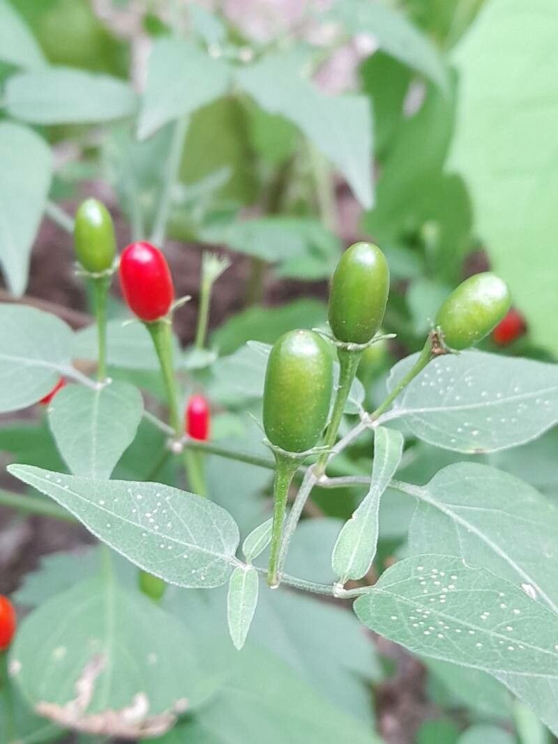 Capsicum chacoense fruit