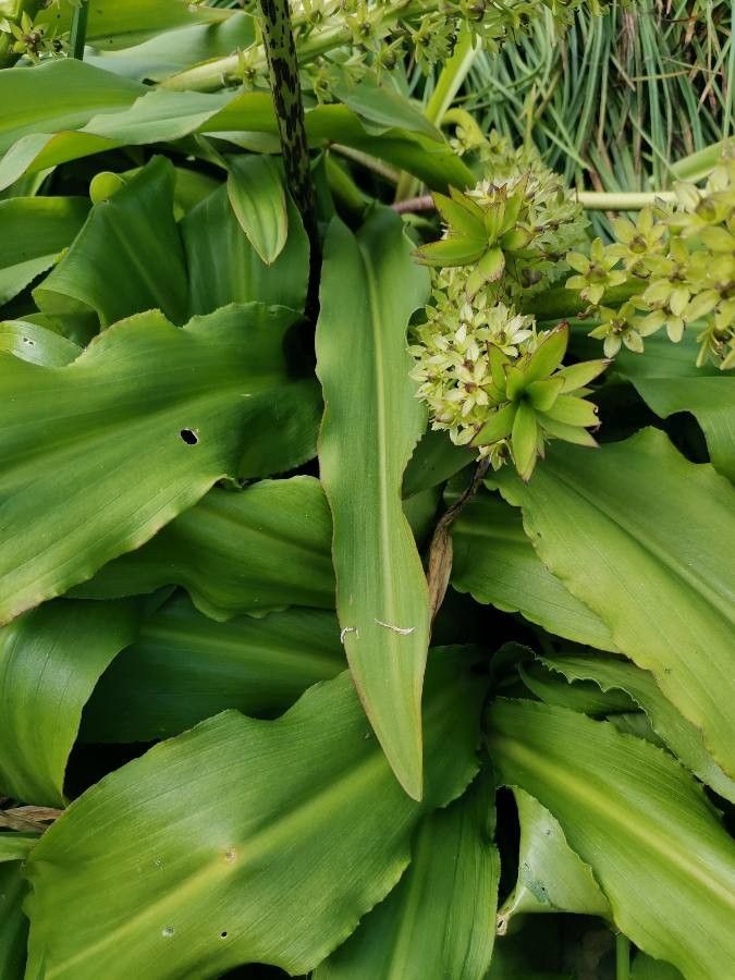 Eucomis autumnalis — related species from the same genus