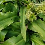 Eucomis autumnalis