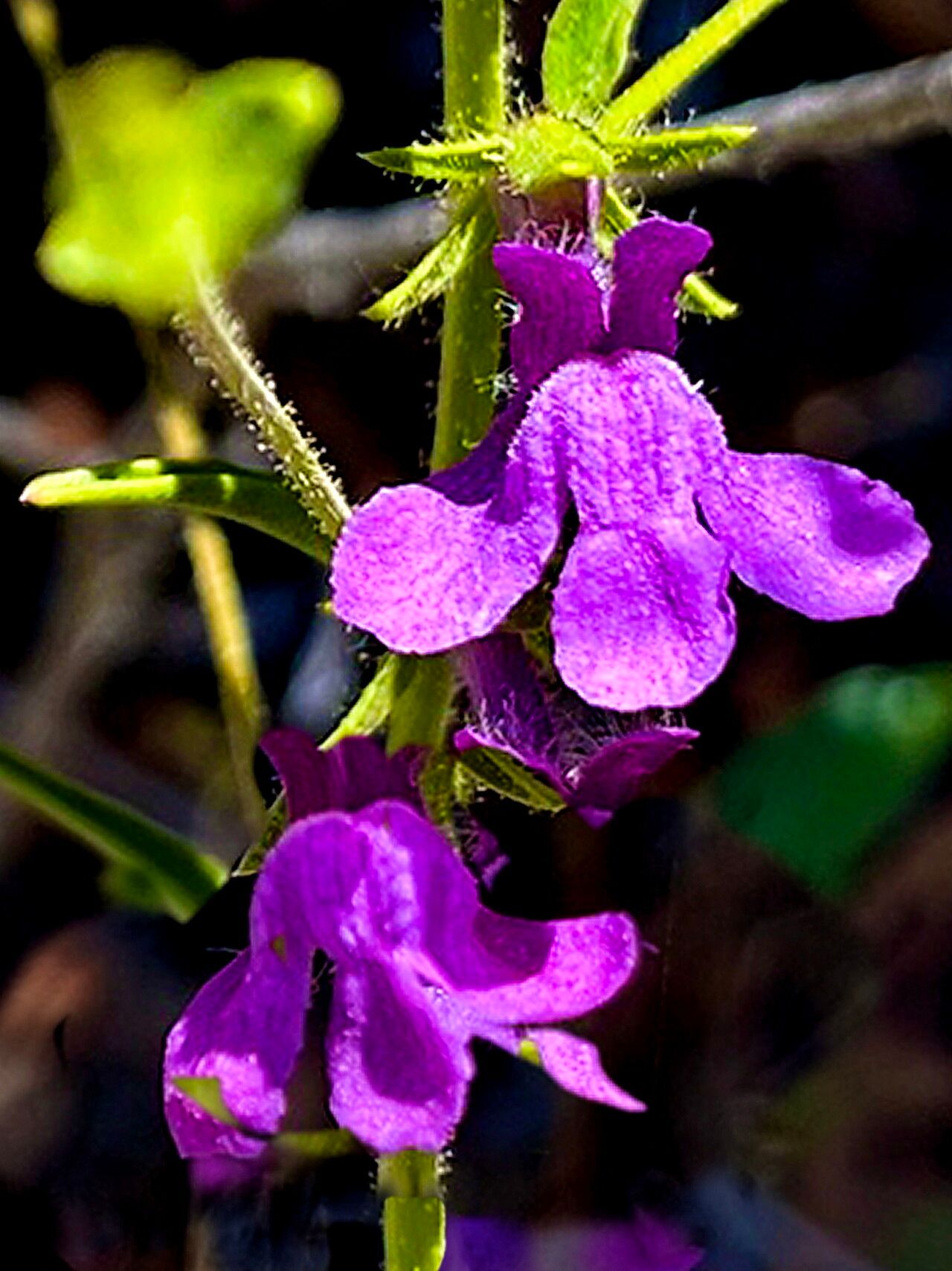 Sairocarpus vexillocalyculatus — search result for 'Antirrhinum'