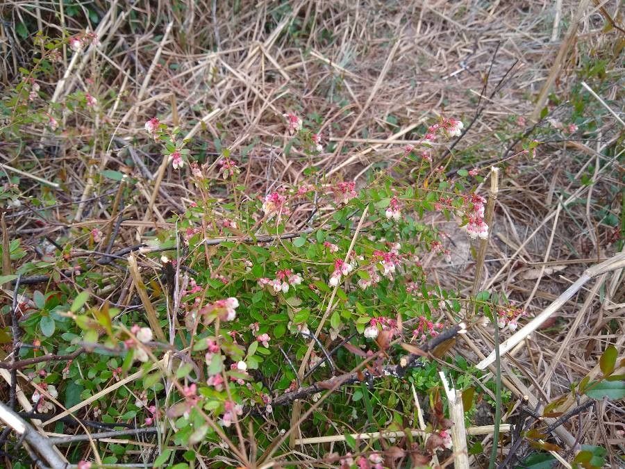 Vaccinium myrsinites flower