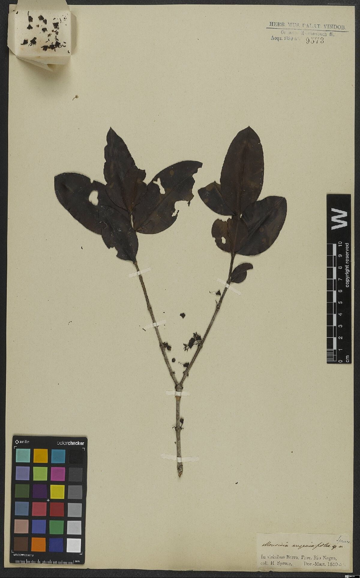 Mouriri eugeniifolia leaf