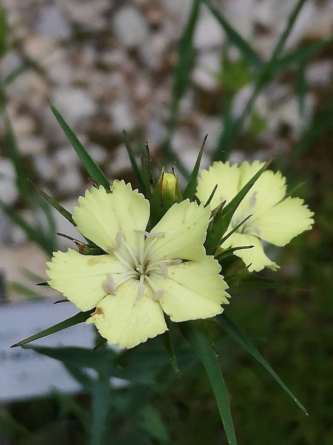 Dianthus knappii flower