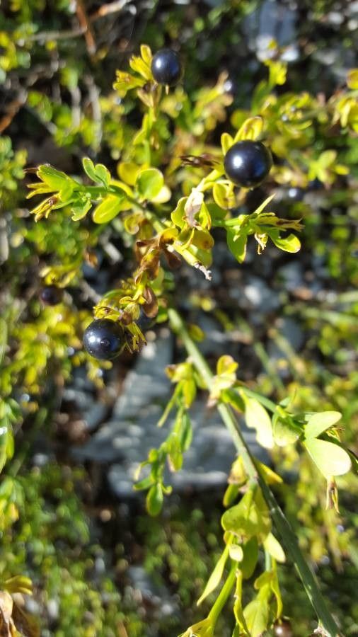 Genista corsica fruit