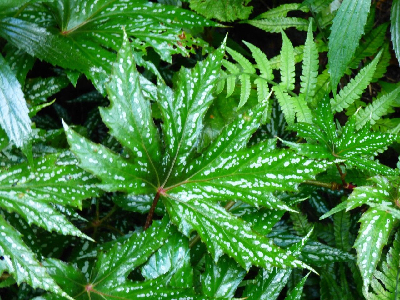 Begonia diadema — houseplant care guide