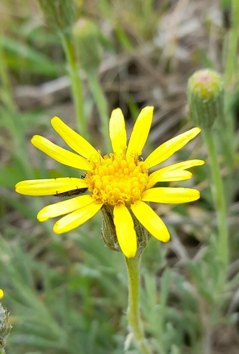 Senecio ceratophylloides flower